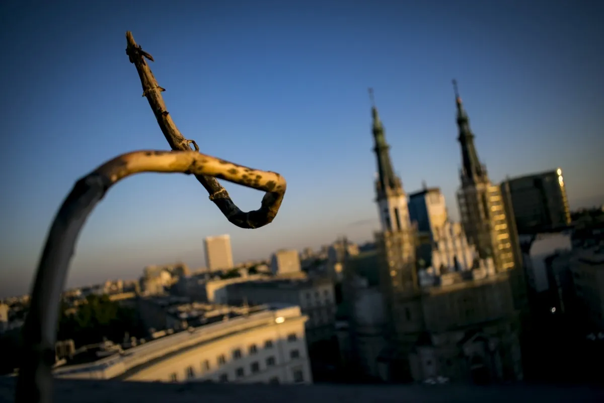 Bent branch in sharp focus against a blurred city skyline